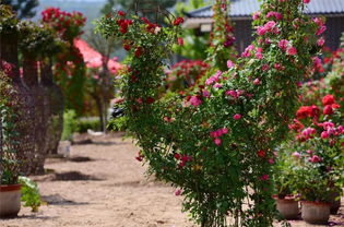 品种展示园里的奥秘