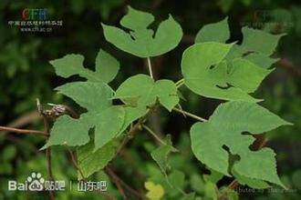 先开花后长叶的奥秘