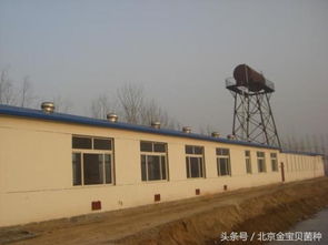 养猪规模化养殖场标准规划设计图，如何确保猪舍通风和光照？