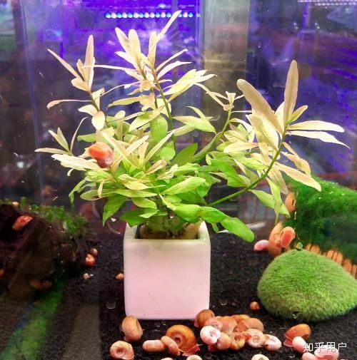 前景水草种子，如何挑选优质品种