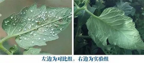 甲维氟铃脲配方解析