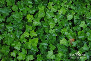 浇水不当，三叶草的烦恼