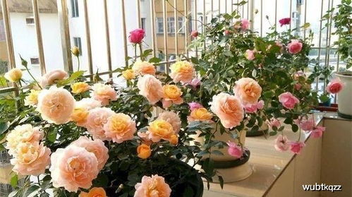 月季小苗成长记：从生根发芽到绽放花朵