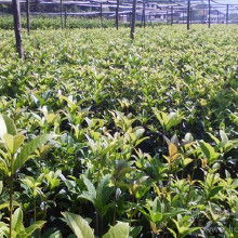 小苗的价格， 真是让人摸不着头脑