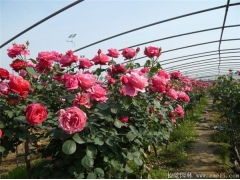 生长习性， 了解月季的生长环境