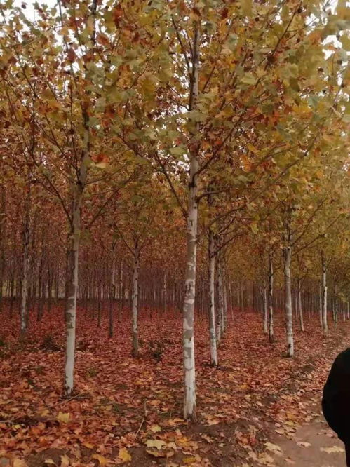 法桐：城市的绿肺