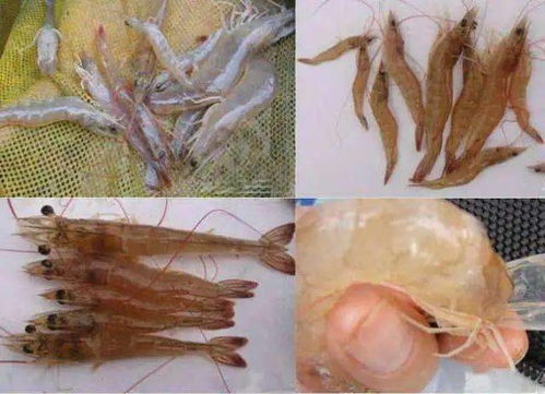 非药品的“猫腻”：渔药管理的困境