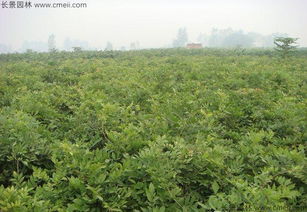 紫藤播种前，这些工作要Zuo