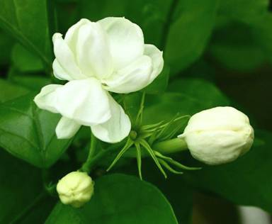 茉莉花香型香水，如何在家种植茉莉花