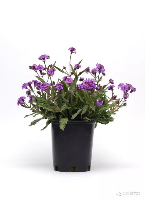 宿根花卉，耐堪又好养