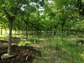 皂角树的耐寒性：古代智慧与现代科技