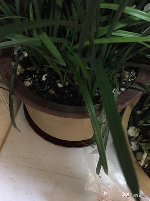 兰花蚜虫如何高效清除？