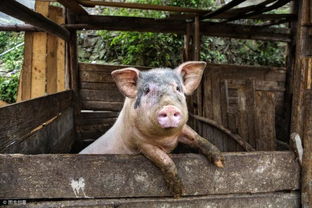 仔猪补铁无效，是铁剂、操作还是疾病导致的问题？