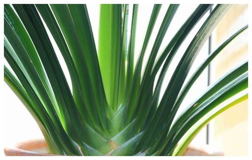 冬季花卉养护指南：大白菜运输要点揭秘！