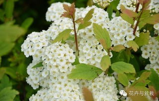 冬季庭院常绿植物大盘点，让你家院子四季如春！