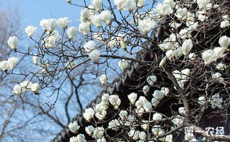 白玉兰炭疽病，我们该怎么办？