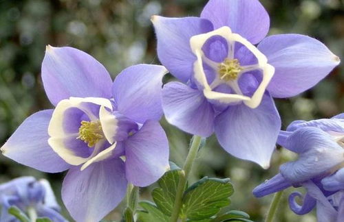 血泪经验分享， 让耧斗菜从