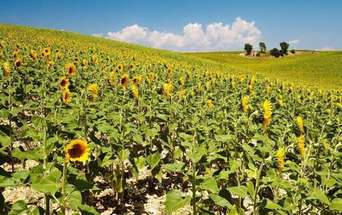 钙肥施用的注意事项