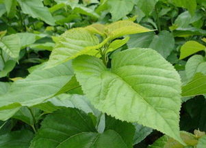 养护小贴士， 记在心里