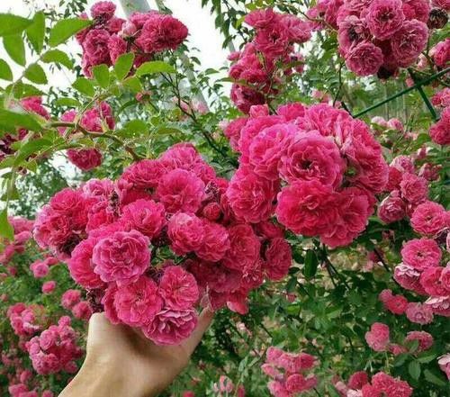 修剪法则，月季的“美容术”