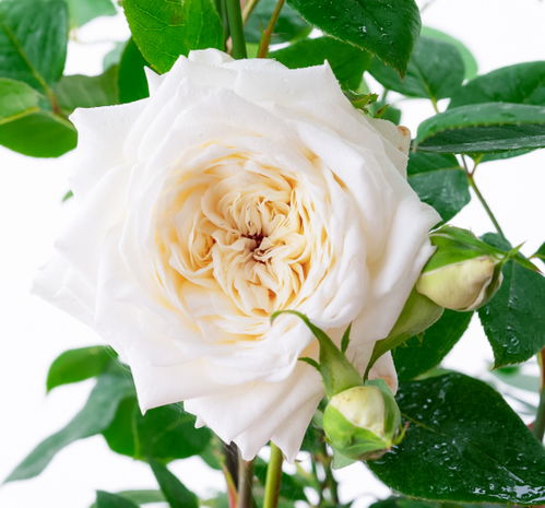 克劳斯达尔比月季的春天故事