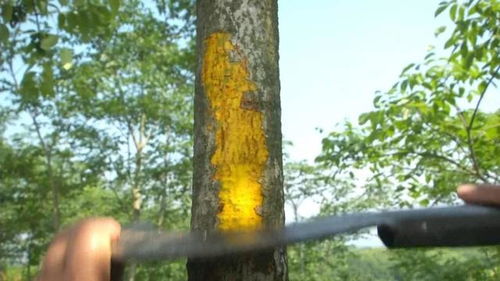 杨树速生， 绿意盎然的经济林