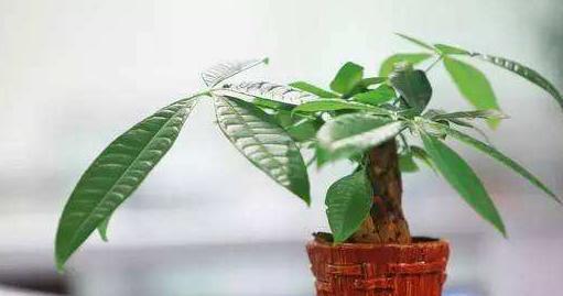 养好发财树，浇水适量