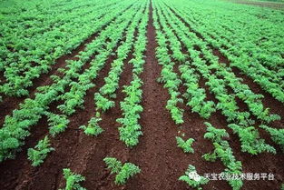 如何科学管理胡萝卜种植，遵循哪些步骤才能实现高产
