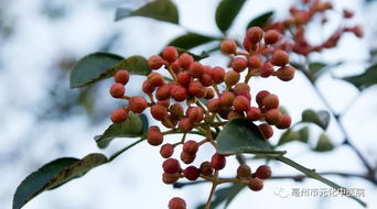 花椒黄叶病用什么药效果最好，市面上哪种药品治疗花椒黄叶病效果最佳