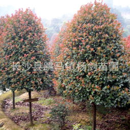 购买指南：如何挑选红叶石楠