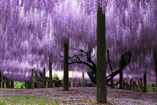 枝繁叶茂的大树需要坚实支撑
