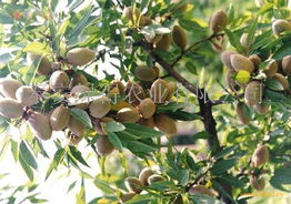 大杏仁的温暖呵护：老孙的防寒绝招