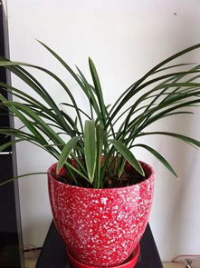 紫砂花盆：高雅与品位的象征