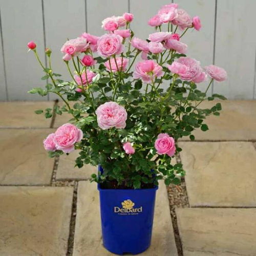 施肥，那是月季花的美食大餐