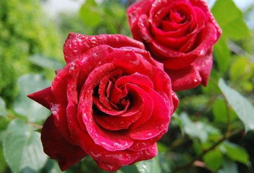 惊人雨月季， 美得让人惊艳