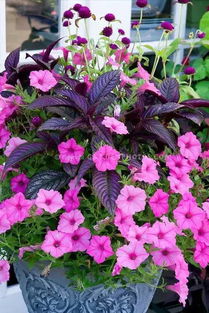 一二年生栽培：矮牵牛的故事