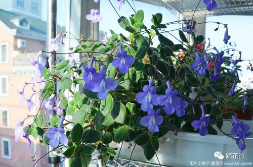 春天的阳台， 花卉的盛宴