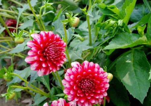 大丽花种子如何保存？如何确保发芽率