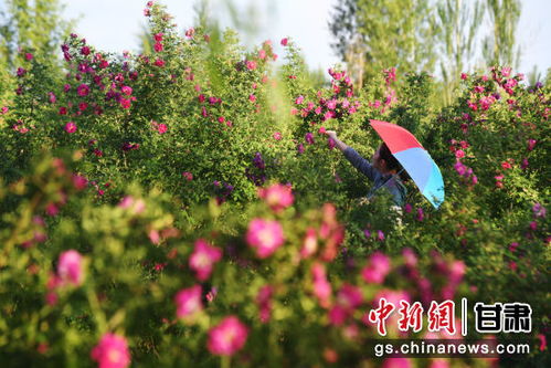 牵牛花，为何如今难觅芳踪