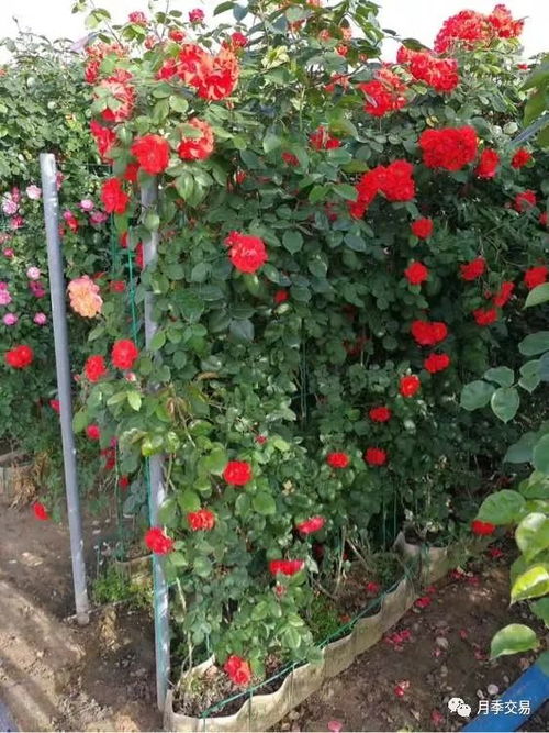 月季花瓶、 月季花球、月季花柱批发价格大揭秘