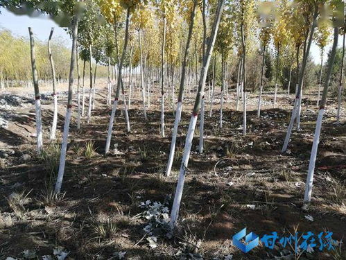 涂白注意事项，细节决定成败