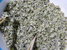 洋槐花花期有多长？从盛开到凋零