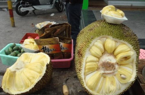菠萝蜜和榴莲怎么区分？吃货必备小技巧