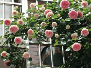 藤本月季，浪漫满屋