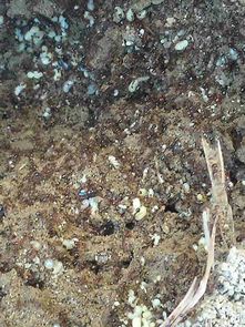 果园蚂蚁烦恼？试试这些“土方法”灭蚁吧！