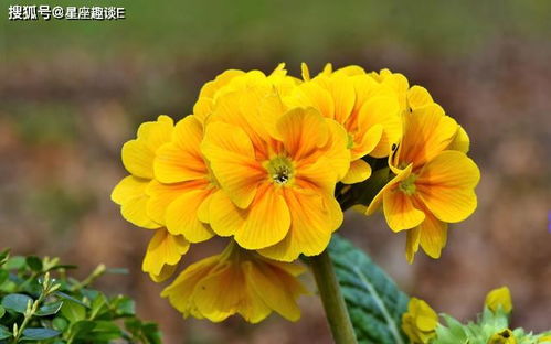 自力梗生， 独树一帜