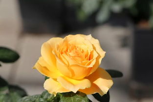 月季花界的黄金宝贝：萨特黄金月季