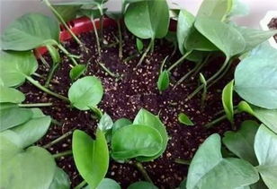 无土栽培的奇妙之旅