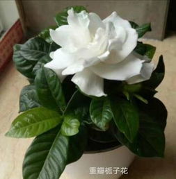 栀子花繁殖：扦插为主