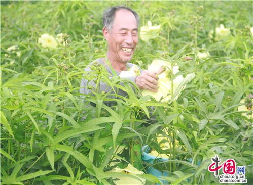 郁金香水培时如何营造适宜的生长环境